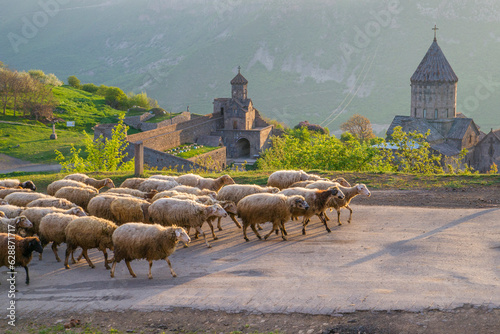 Armenia, herd of sheep walks along a mountain road above the Tatev monastery (IX century, the world  heritage)