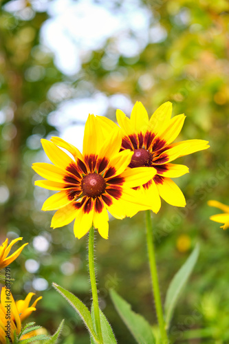 rudbeckus yellow and red flower bed in the garden