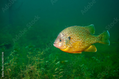 Pumpkinseed Sunfish swimming in a inland lake in North America photo