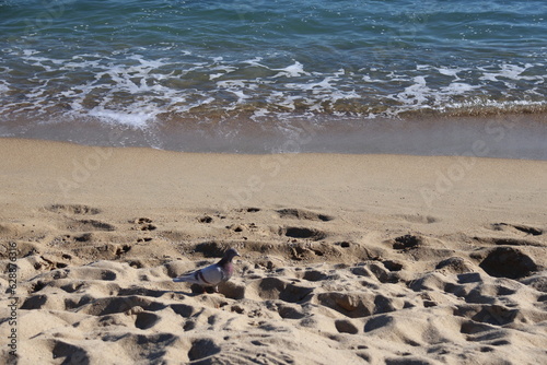 A pigeon on the beach in Barcelona  Spain