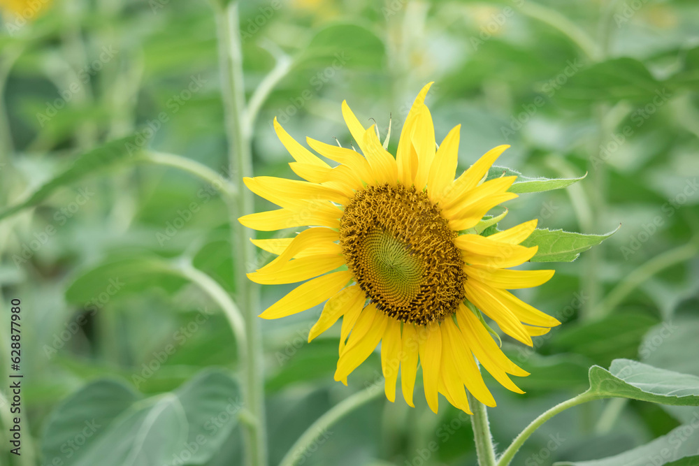 Beautiful sunflower on a sunny day with a natural background. Selective focus. High quality photo