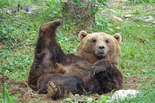 ours des pyrénées jambe en l'air photo