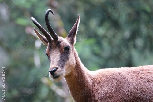 isard dans les pyrénées