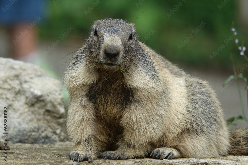 marmotte adulte