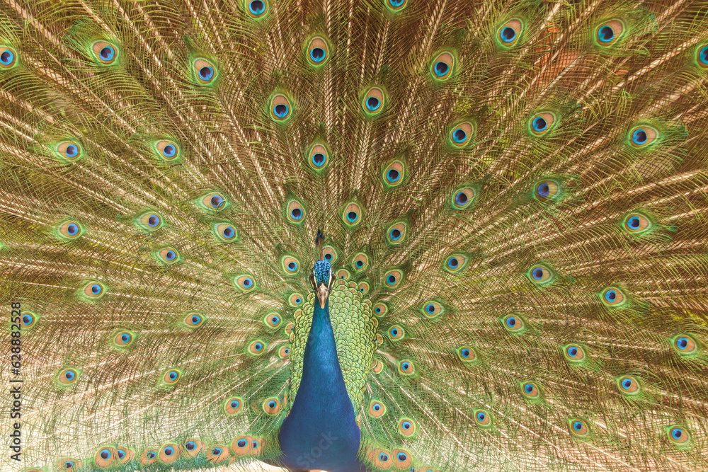 Fototapeta premium peacock with feathers