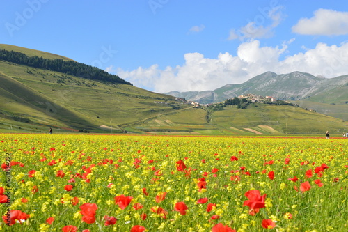 Field of yellow and red flowers with the background of Apennine mountains and village in Umbria.