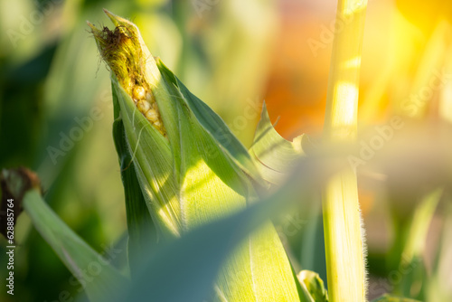 An ear of corn in the sun