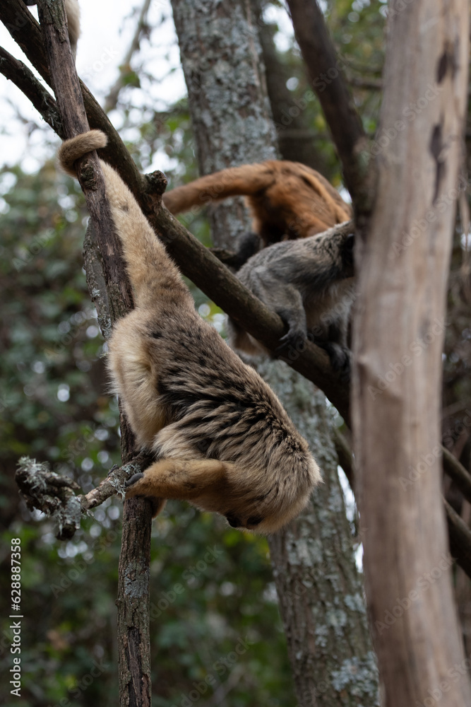 Fototapeta premium Mono Aullador (Caraya) en la rama de un arbol. La Cumbre, Cordoba, Argentina