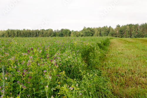 Field of flowering alfalfa in the summer. Alfalfa field in spring against the sky. Stems with leaves and flowers of alfalfa in a field. Green field of alfalfa, Medicago sativa.