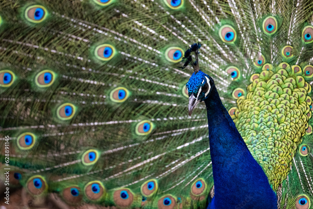 Obraz premium 제주도 화조원