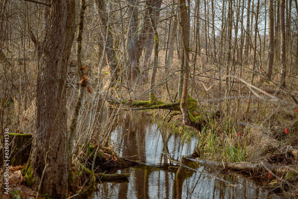 fallen dry tree trunks and branches in a swamp in the forest in autumn colors fallen dry tree trunks and branches in a swamp in the forest in autumn colors
