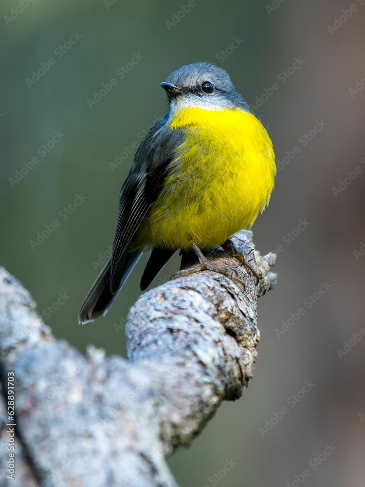 Fototapeta premium Eastern yellow robin perched on a tree branch. Eopsaltria australis.