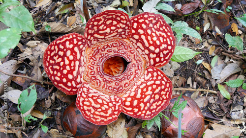 rafflesia flower photo