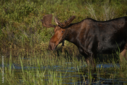 Summer scene of a Bull Moose walking through marsh grazing