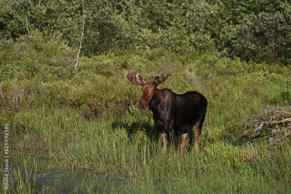 Summer scene of a Bull Moose walking through marsh grazing Summer scene of a Bull Moose walking through marsh grazing