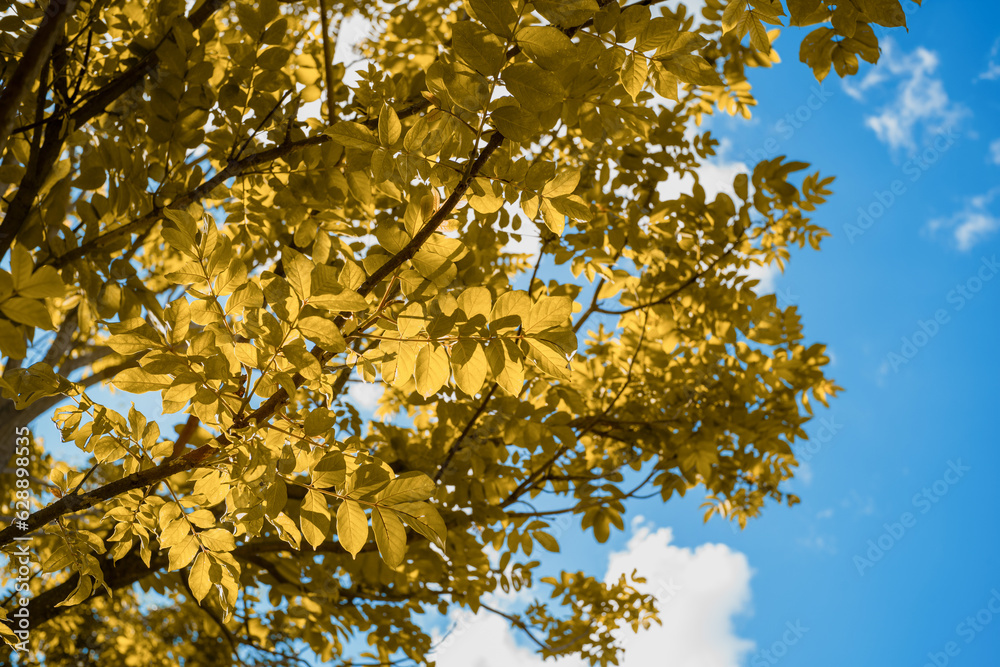 Beautiful tree on blue sky background Beautiful tree on blue sky background