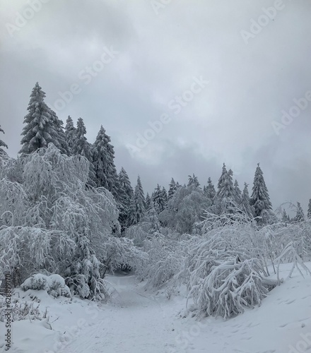 snow covered trees photo