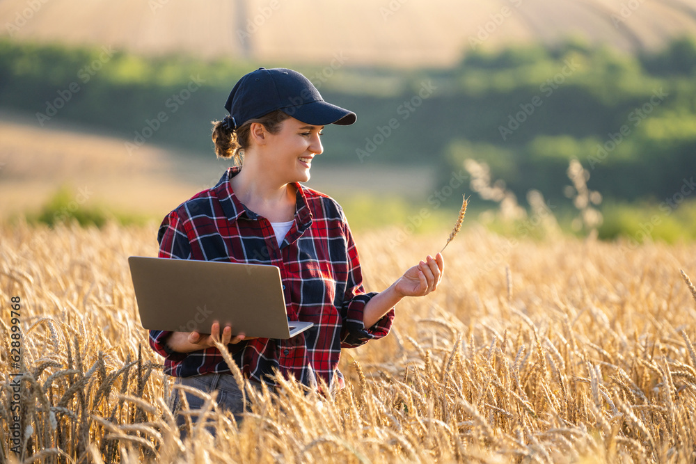 Woman farmer working with laptop on wheat field. Smart farming and digital agriculture Woman farmer working with laptop on wheat field. Smart farming and digital agriculture