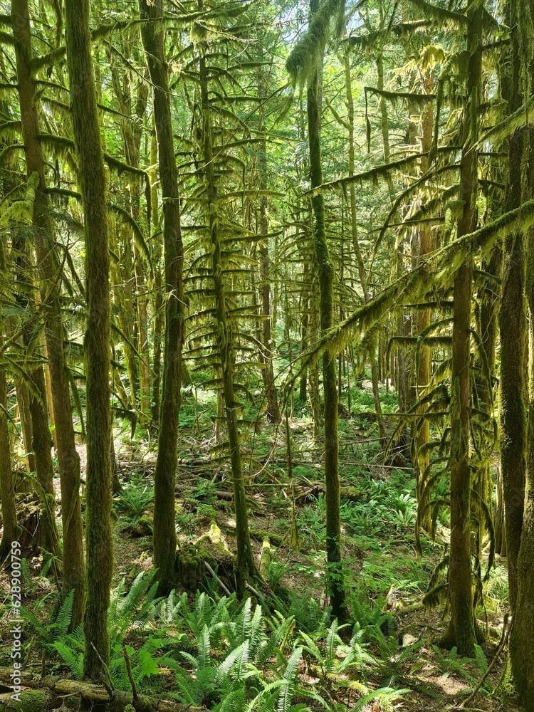 Lush rainforest with an abundance of mossy green trees lining the forest floor. Lush rainforest with an abundance of mossy green trees lining the forest floor.