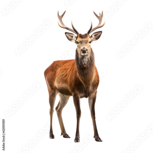 A majestic deer against a captivating black backdrop. Isolated background. Transparent PNG. Generative AI
