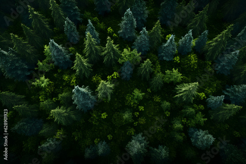 The tree forest is shown from above  landscape backgrounds. 