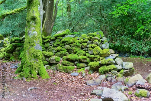 moss on the stone wall in forest photo