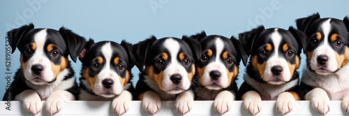 Different puppies peeks out from behind a white wall. Only can see its heads Banner © useful pictures