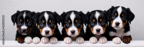 Different puppies peeks out from behind a white wall. Only can see its heads Banner