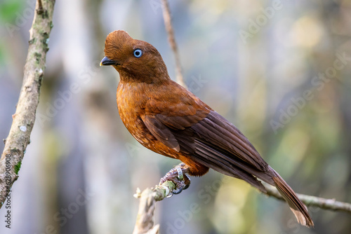 The female Andean cock-of-the-rock (Rupicola peruvianus) is a large passerine bird of the cotinga family native to Andean cloud forests in South America. It is regarded as the national bird of Peru photo
