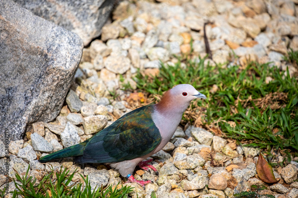 The chestnut-naped imperial pigeon (Ducula aenea paulina) stands on the ground. It is subspecies of Green imperial pigeon from Celebes Indonesia. The chestnut-naped imperial pigeon (Ducula aenea paulina) stands on the ground. It is subspecies of Green imperial pigeon from Celebes Indonesia.