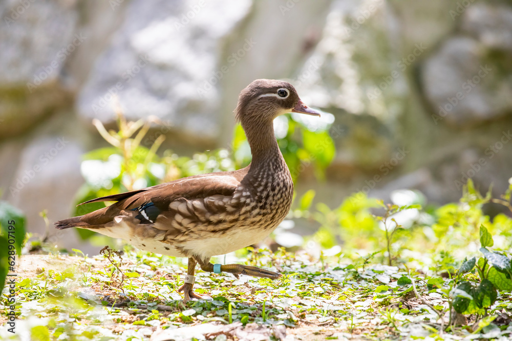 The female Mandarin duck (Aix galericulata).
It is a perching duck species native to the East Palearctic. It is sexually dimorphic; males showing a dramatic difference from the females. The female Mandarin duck (Aix galericulata).
It is a perching duck species native to the East Palearctic. It is sexually dimorphic; males showing a dramatic difference from the females.