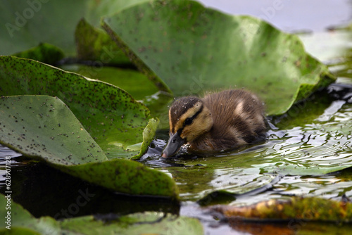 Cute little baby Mallard duckling feeding along wetlands along the top of lily pads © Carol Hamilton