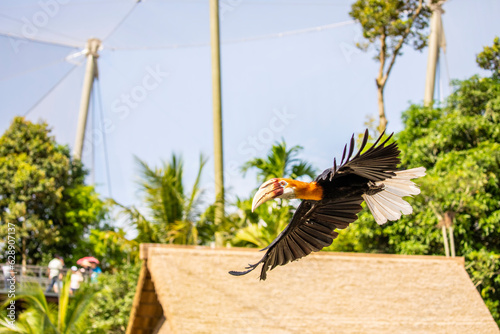 The flying Male Blyth's hornbill (Rhyticeros plicatus), it is a large hornbill inhabiting the forest canopy in Wallacea and Melanesia.
Its local name in Tok Pisin is kokomo. photo