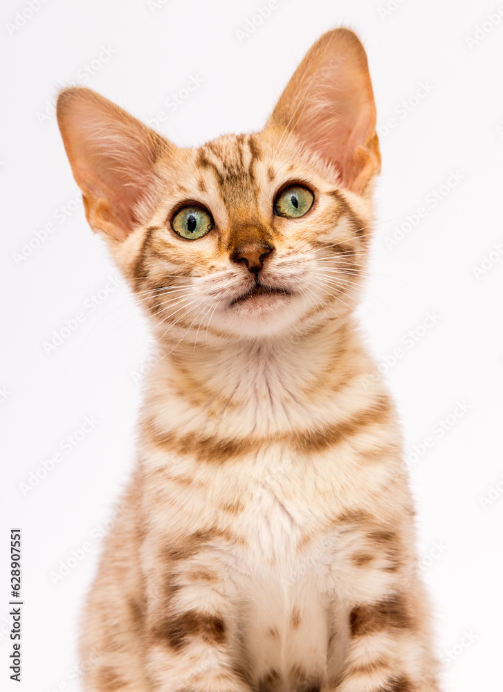 portrait of a tabby cat on a white background