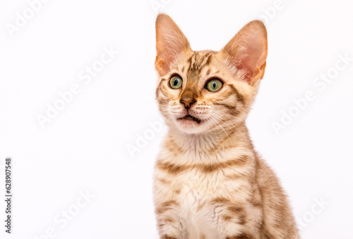 muzzle cat looks on a white background