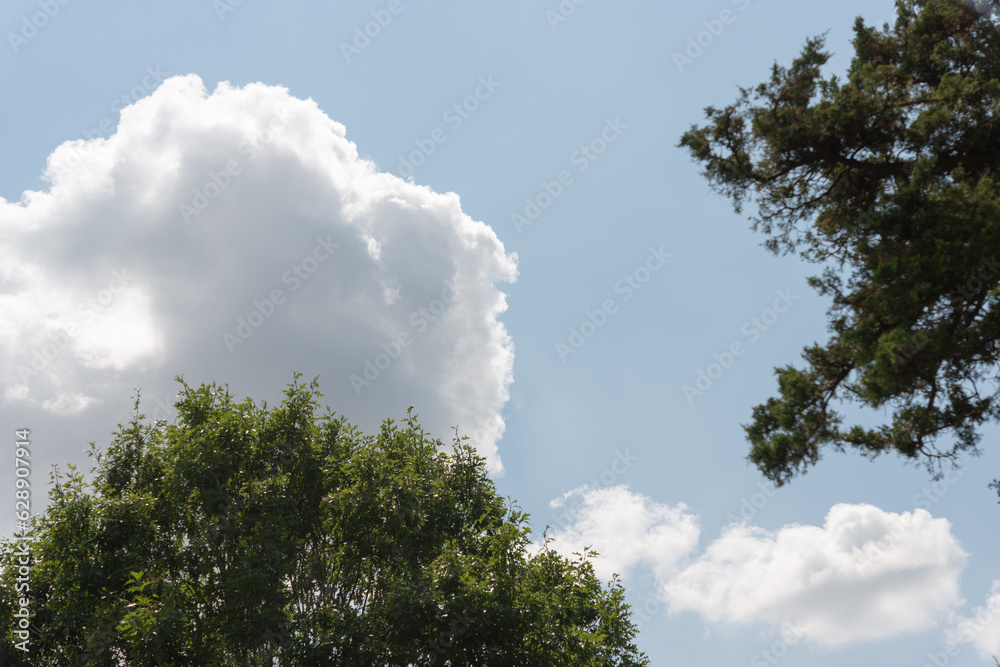 natural shapes (clouds trees and branches) in summer