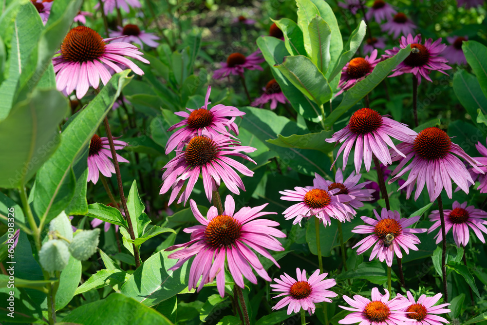 common milkweed and coneflowers in the park common milkweed and coneflowers in the park