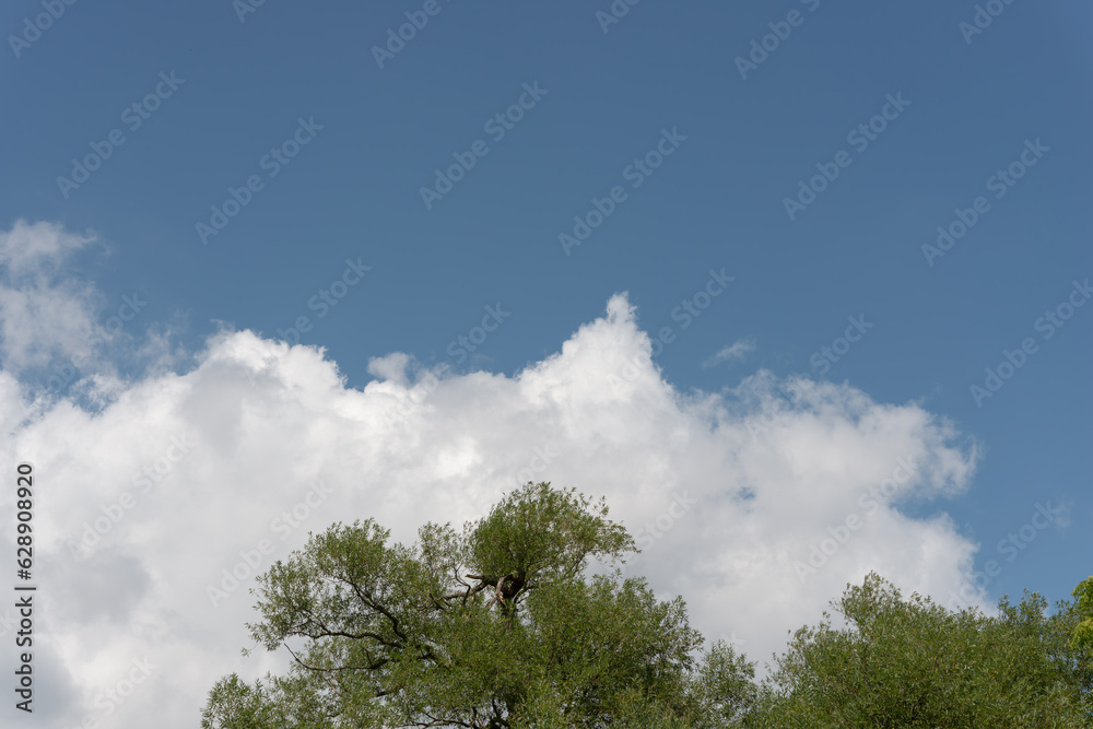 blue sky, big clouds with triangle form and trees in summer blue sky, big clouds with triangle form and trees in summer