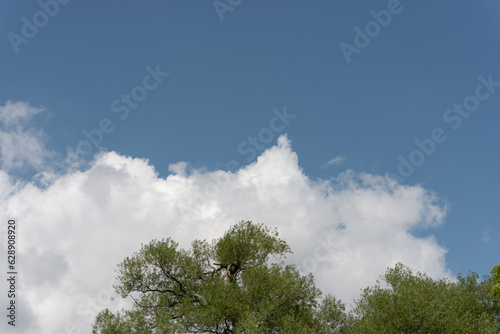 blue sky, big clouds with triangle form and trees in summer