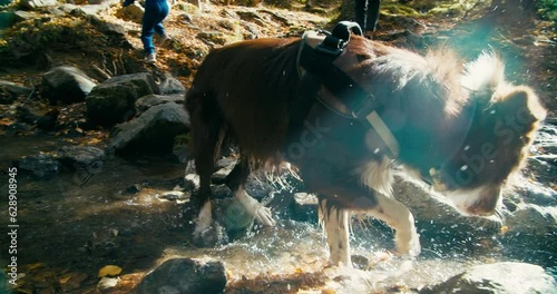Playful happy dog drink water from mountain river after run