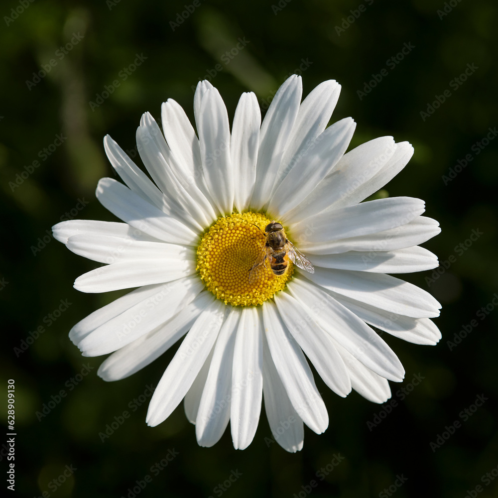 Fototapeta premium White daisy with insect in the sun
