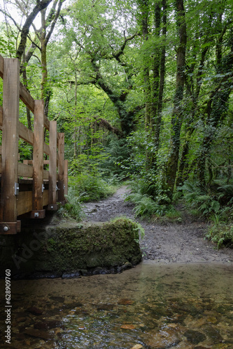 Bridge over West Looe River Deerpark Forrest 