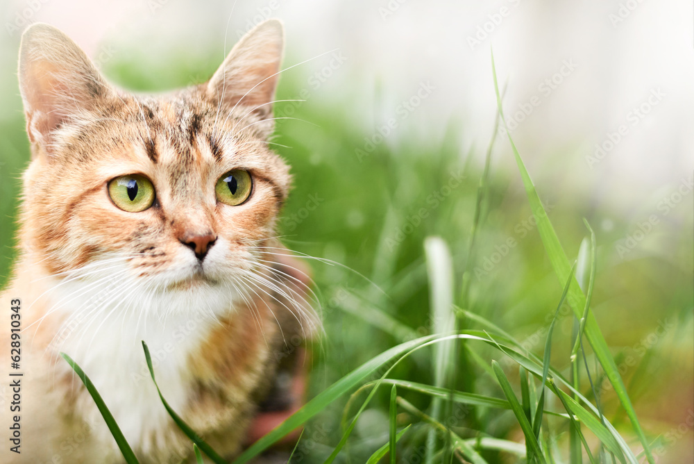 Portrait of a cat in the grass in summer.