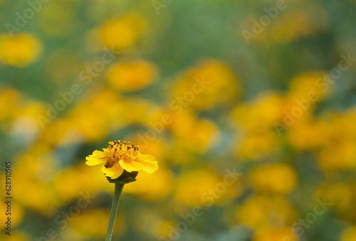 Beautiful close-up of a tridax trilobata photo