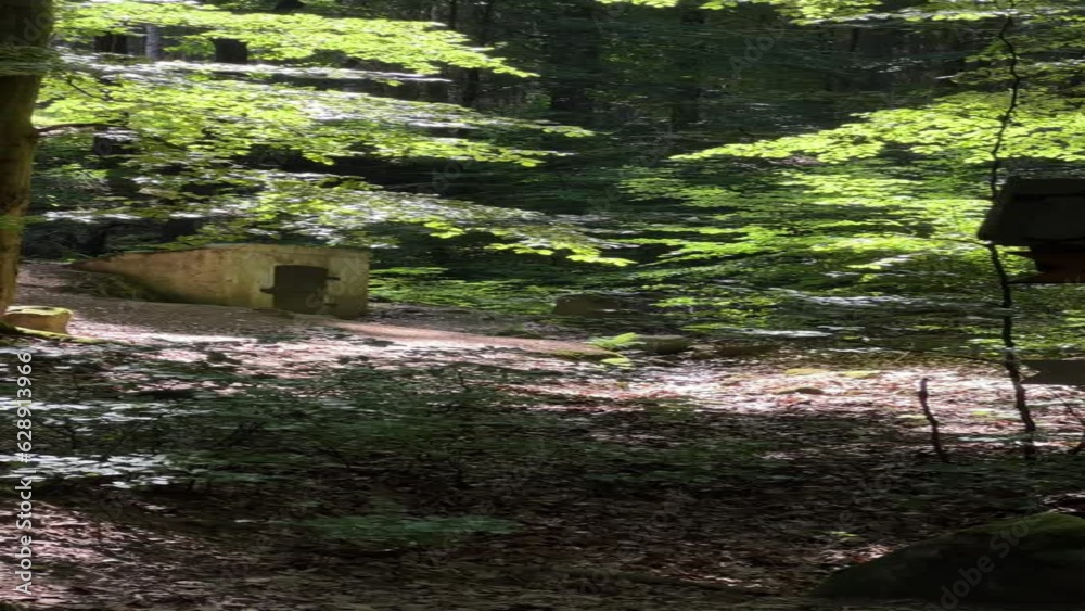 View of bunker in sunlight forest of Karlovy Vary. Vertical video View of bunker in sunlight forest of Karlovy Vary. Vertical video