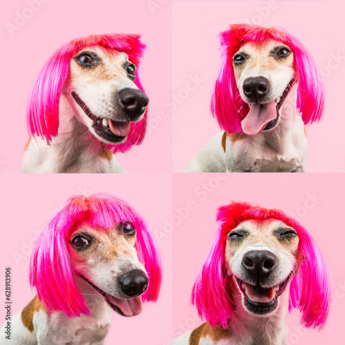 Fancy small dog in pink wig on pink background looking to the camera and silly smiling. Fashion mood trend pet. Crazy happy pet face portrait. series of 4 portraits collage photo