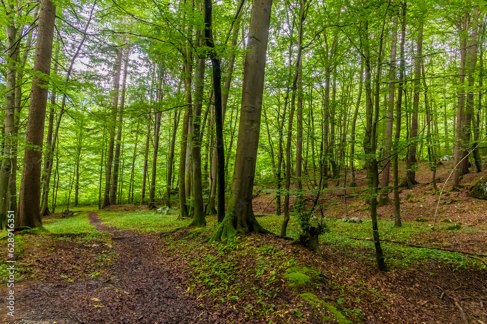A view through the woods leading away from the Vintgar Gorge in Slovenia in summertime A view through the woods leading away from the Vintgar Gorge in Slovenia in summertime