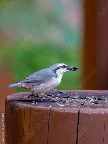 Wood nuthatch sitting on a stump and eating sunflower seeds