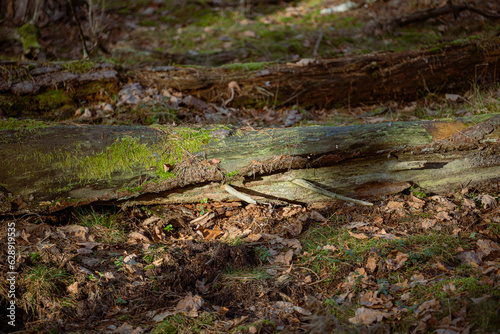 Old broken tree in the autumn forest. Shallow depth of field.