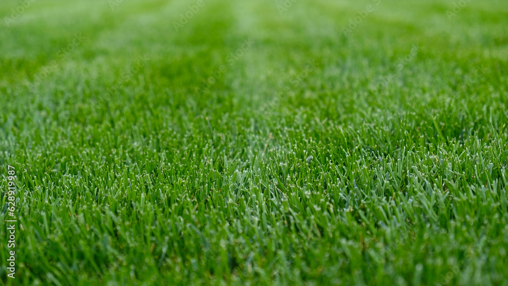 Close-up green grass, natural greenery texture of lawn garden. Stripes after mowing lawn court. Lawn for training football pitch, Golf Courses.